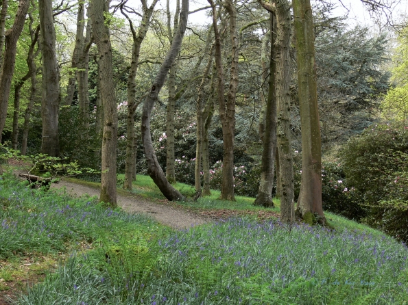 Bois des Moutiers (49) Mai 2012